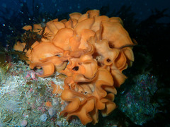 Pentapora foliacea