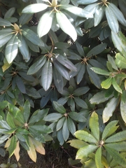 Rhododendron
