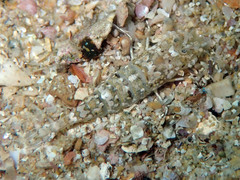 Philocheras trispinosus