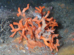Porella compressa