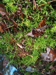 Eurhynchium angustirete