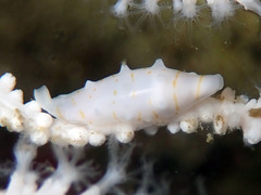 Simnia hiscocki
