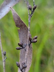 Eucalyptus acaciiformis