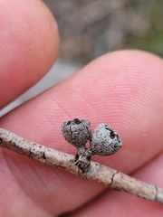 Eucalyptus acaciiformis