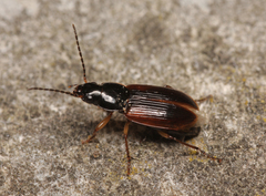 Stenolophus mixtus