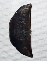 Cyphoedma transvolutata