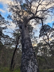 Eucalyptus acaciiformis