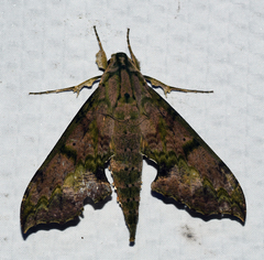 Xylophanes zurcheri