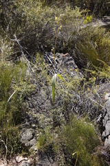 Moraea marlothii