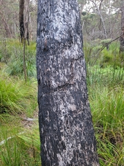 Eucalyptus acaciiformis