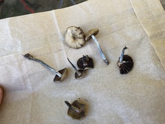 Psilocybe cyanescens
