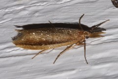 Donacaula albicostellus