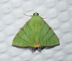 Eulepidotis viridissima