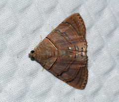 Eulepidotis caeruleilinea