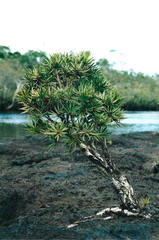 Podocarpus novae-caledoniae