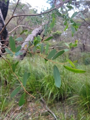 Eucalyptus acaciiformis