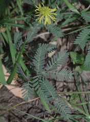 Neptunia gracilis