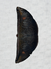 Cyphoedma transvolutata