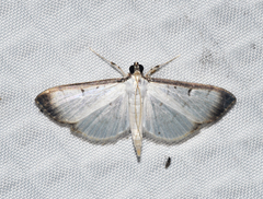 Palpusia fulvicolor