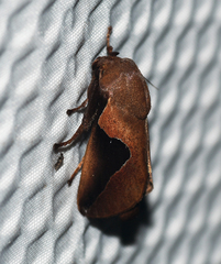 Prolimacodes triangulifera