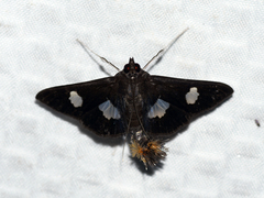 Diaphania exclusalis