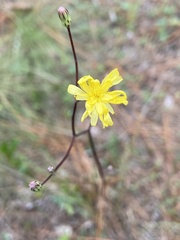 Hieracium megacephalon