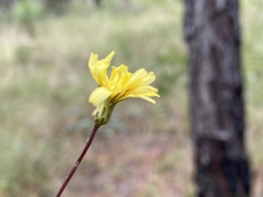 Hieracium megacephalon
