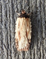 Agonopterix atrodorsella