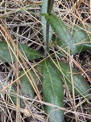 Hieracium megacephalon