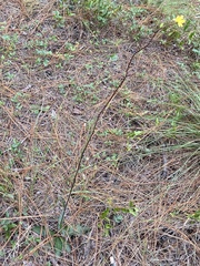 Hieracium megacephalon