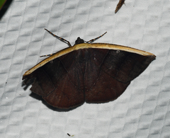 Cimicodes ferruginea