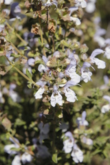 Salvia dentata