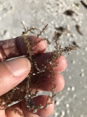 Acanthophora spicifera