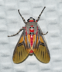 Idalus sublineata
