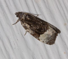 Apotomis funerea