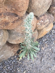 Echium glomeratum