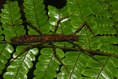 Rhynchacris