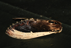 Truncaptera gigantea