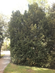 Taxus baccata
