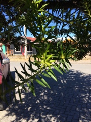 Podocarpus nubigenus