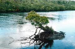 Podocarpus novae-caledoniae