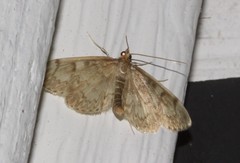 Anania coronata