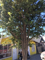 Podocarpus nubigenus