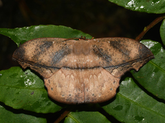 Oxytenis leda