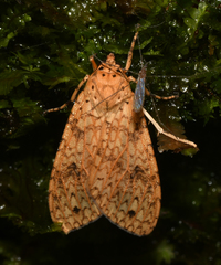 Lophocampa catenulata