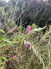 Vicia benghalensis