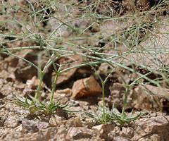 Oxytheca dendroidea dendroidea