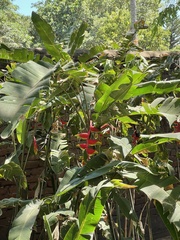 Heliconia rostrata image