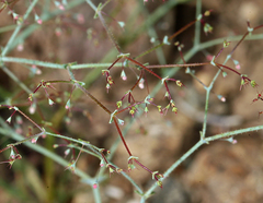 Oxytheca dendroidea dendroidea