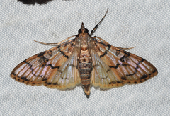 Azochis gripusalis